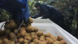 Hacen falta manos para recoger el kiwi asturiano, que es muy apreciado en España y afronta una "buena campaña"