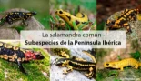 ¿Cuántas subespecies de salamandra común hay en la península ibérica?