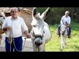 Monesma: El burro, el mejor amigo del hombre en el pueblo y en el campo. Fuerza, nobleza y tradición rural