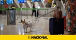 Perder una mascota en un vuelo equivale a perder una maleta, según la justicia europea
