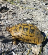 El plan de conservación de la tortuga mora es necesario