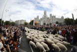 Un rebaño de 1.300 ovejas y cabras reivindica la trashumancia en el corazón de Madrid