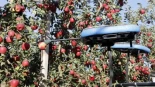 Drones para sustituir a los temporeros de la fruta: una finca de Lleida ya prueba esta nueva tecnología