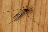 Han aparecido mosquitos en Islandia y es una noticia preocupante