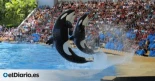 Loro Parque quiere juntar seis orcas en sus piscinas con el aval de Canarias y en contra de la autoridad científica