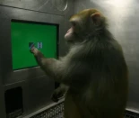 Al igual que Sócrates, ¿saben los animales que no saben?