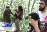 Acaba de aprender a volar un pigargo castellanoleonés, un tipo de águila extinta en el siglo XIX. Lo que no está claro es que sean buenas noticias