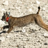 Los extraños casos de los linces blancos: ya van dos avistados