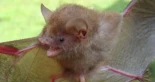 Descubrieron seis nuevas especies de murciélagos en Filipinas