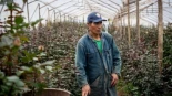 "Es una esclavitud escondida": así se producen en Latinoamérica y África las rosas que se venden en Europa