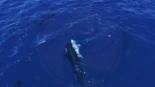 Orcas californianas empujan en grupo a crías de tiburón blanco, las ponen boca arriba y luego se comen su hígado y absorben su energía