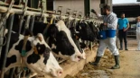 España vacunará a más de 600.000 vacas para tratar de contener la dermatosis nodular