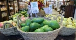 Los aguacates producidos en Baleares se comen en Alemania