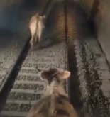 Dos vacas despistadas se cuelan en el túnel de cercanías en La Molina (Gerona) [Cat]