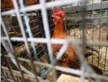 Sacrificadas 2,5 millones de gallinas tras notificarse 14 focos de gripe aviar en España