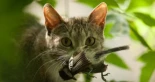España tiene un problema con los gatos: pueden ser una amenaza silenciosa para la biodiversidad