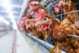 Las gallinas dudan de que su confinamiento acabe implantando el teletrabajo