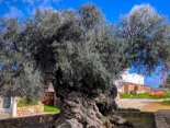 El olivo más antiguo del mundo: 4000 años y aún produce aceitunas