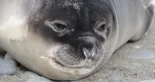 La gripe aviar fulmina a la mayor población de elefantes marinos del planeta