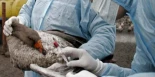 Gripe H5N1: si yo fuera pato, estaría muy asustado
