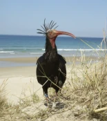 Los ibis eremitas gaditanos se están emparejando con los centroeuropeos