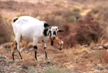 Las cabras actuales de Canarias descienden directamente de las que trajeron los aborígenes