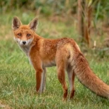 Un zorro aparece muerto por gripe aviar en Zaragoza
