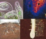 El Ciclo de la Rizofagia: La obtención de nutrientes por las plantas a través de sus rizosferas