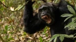 Así fue la primera gran guerra 'militar' entre chimpancés: cuatro años de secuestros, espionaje, emboscadas y asesinatos