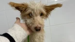 Terrible maltrato animal a la perra Sopa en Pontevedra: aparece con el cuello rajado y el cuerpo lleno de balines