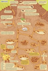 Los científicos son como las hormigas