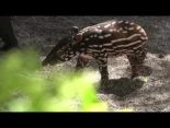 Primera salida al exterior de Tari, cría de tapir malayo