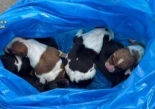 Investigado por arrojar a seis cachorros de perro a la basura en Aldeanueva de la Vera