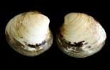 Ming (1499-2006), una almeja quahog islandesa, fue el animal más longevo conocido