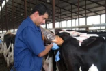 ¿Cuándo es el mejor momento para inseminar una vaca lechera?
