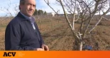 Juan José, agricultor: “He pasado de ganar 40.000 euros con el cereal y el olivo a 650.000 euros gracias al pistacho. No hay producto que se iguale al pistacho"