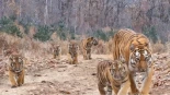 Cámaras infrarrojas revelan imágenes inéditas de cinco tigres siberianos en libertad en China