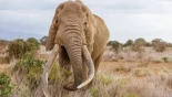 Muere Craig, el legendario elefante de colmillos gigantes símbolo de la conservación en África