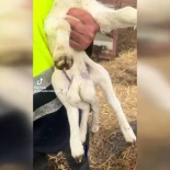 Nace un cordero con seis patas en El Ejido