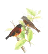 Libro Rojo de la fauna venezolana