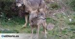 Ecologistas exigen al Principado que haga pública la necropsia del lobo hallado muerto en Teverga