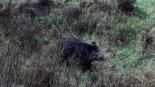Catalunya detecta 18 nuevos jabalíes con peste porcina africana en Cerdanyola del Vallès