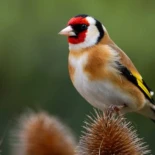 El jilguero europeo, Ave del Año 2026