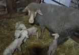 Mía, la oveja que sorprende con un parto cuádruple en un pueblo de León