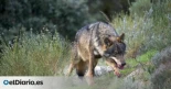 La Xunta reclama que el lobo se pueda volver a cazar en Galicia atribuyéndoles desapariciones de perros