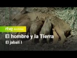 El hombre y la Tierra. Capítulo 61: el jabalí