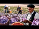 Los azafraneros, el trabajo más exigente del campo para conseguir el valioso oro rojo: el azafrán