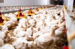 Noruega eliminará las razas de pollos de crecimiento rápido y el sacrificio de pollitos macho