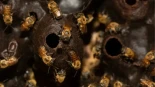 Abejas con derechos legales: un hito ambiental a nivel mundial