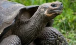 Así es como Galápagos recupera 158 tortugas tras 180 años